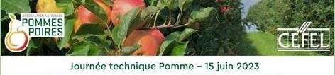 20230615 JT POMME CEFEL.jpg